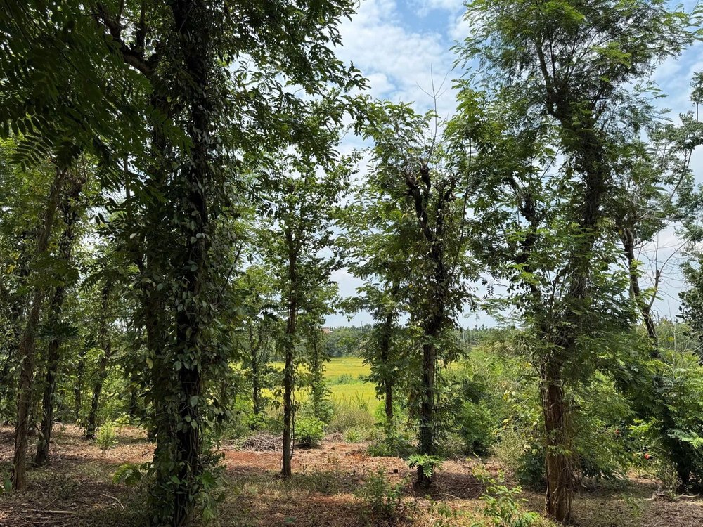 7000m² đất vườn view ruộng và suối, có 400m² thổ cư